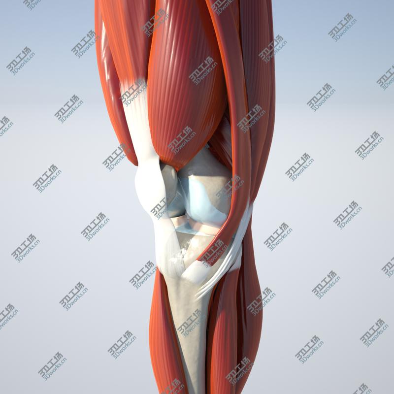 images/goods_img/20210115/Whooping Crane 3D model/2.jpg